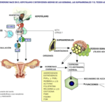 relacion entre hormonas y aparato reproductor humano