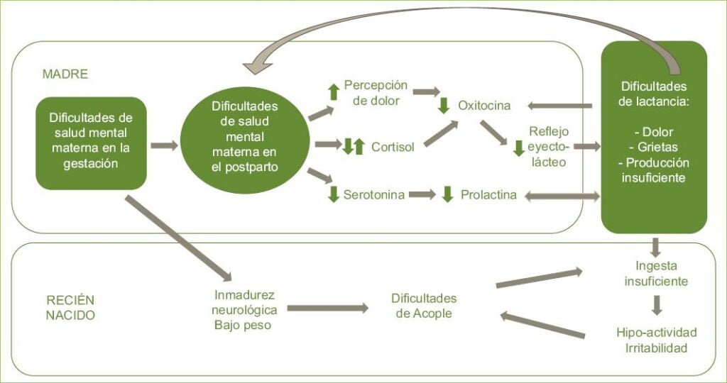 relacion entre hormonas y salud mental en mujeres explicada