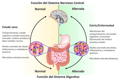 relacion entre problemas digestivos y el eje hormonal