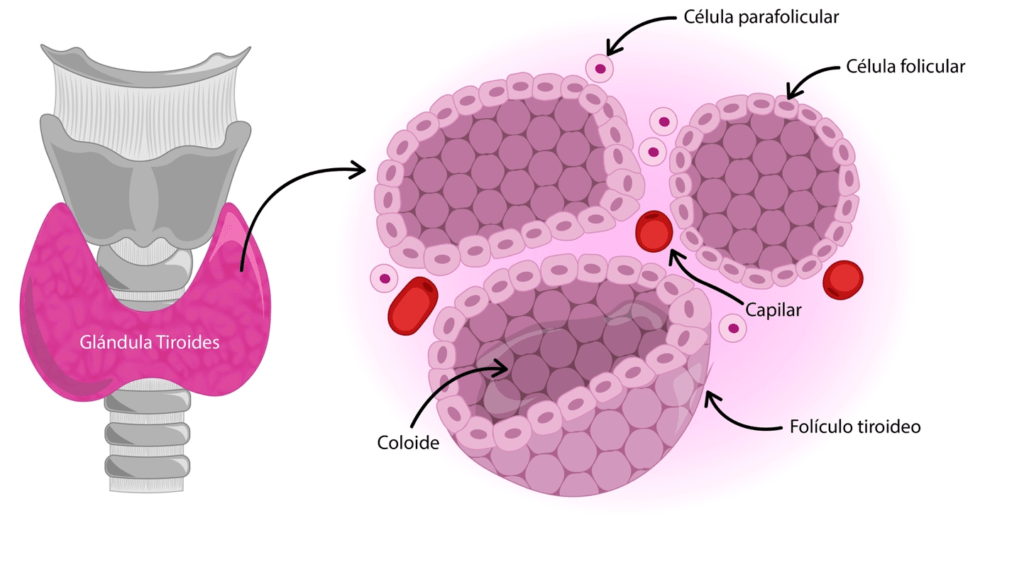 resistencia glandular definicion causas y efectos explicados