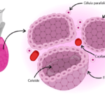 resistencia glandular definicion causas y efectos explicados