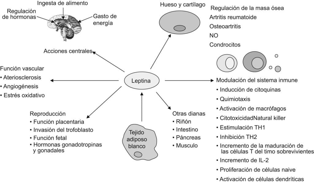 resistina funcion y efectos en el organismo humano