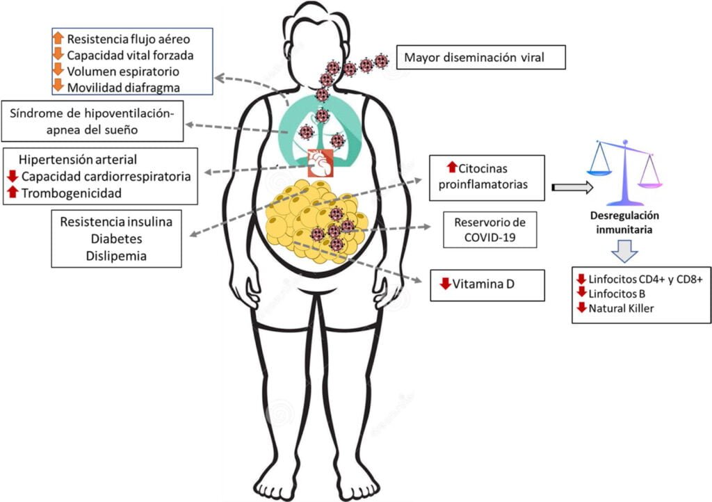 riesgos de la obesidad en endocrinologia y su impacto sanitario