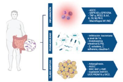 role de la microbiota intestinal en la obesidad