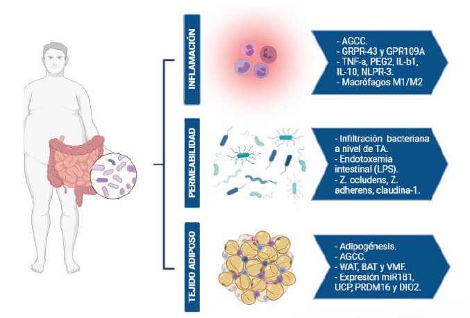 Role de la microbiota intestinal en la obesidad 1 role de la microbiota intestinal en la obesidad
