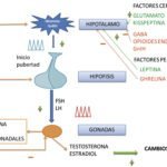 salud endocrina y menarquia conexion en adolescentes