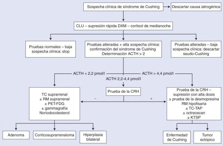 Seguimiento clave para tratamientos del síndrome de Cushing 1 seguimiento clave para tratamientos del sindrome de cushing