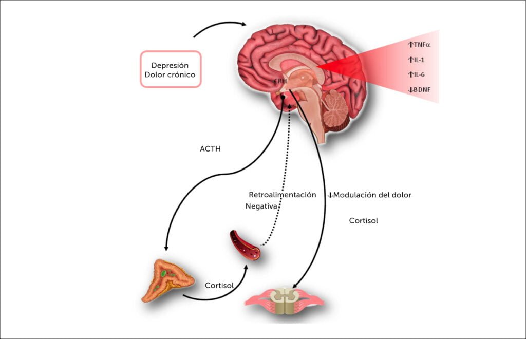 Sensibilización sobre trastornos neuroendocrinos: estrategias clave 1 sensibilizacion sobre trastornos neuroendocrinos estrategias clave