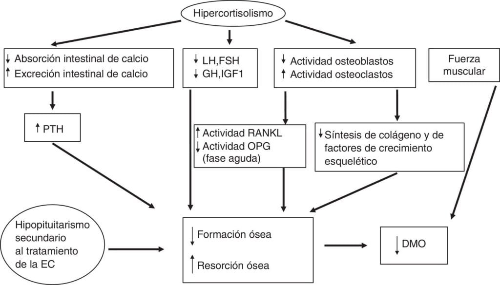 sindrome de cushing relacion con el eje hormonal explicado