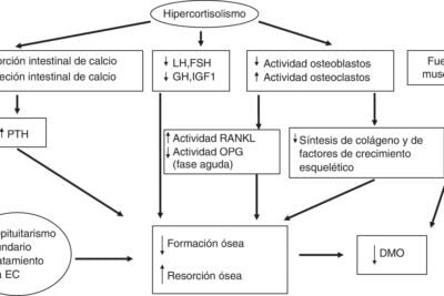 sindrome de cushing relacion con el eje hormonal explicado