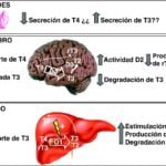 sindrome de resistencia hormonal impacto en la salud y efectos