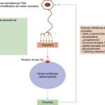 Síndrome del ovario poliquístico y su vínculo con la hipoactividad