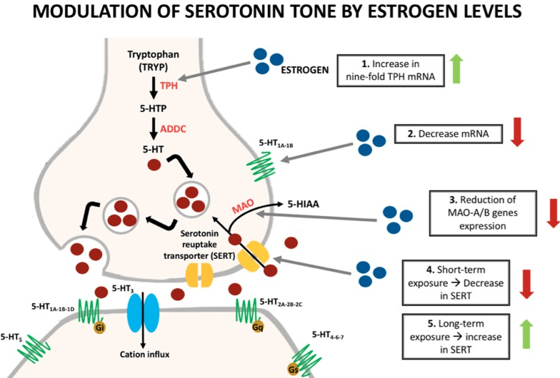 Síndrome premenstrual y su vínculo con desequilibrios hormonales 1 sindrome premenstrual y su vinculo con desequilibrios hormonales
