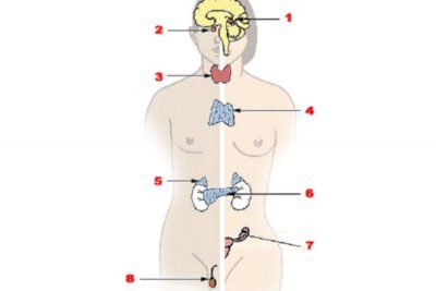 sistema neuroendocrino definicion y funciones esenciales