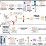 Terapia de estimulación ovárica: definición y beneficios clave