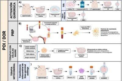 terapia de estimulacion ovarica definicion y beneficios clave