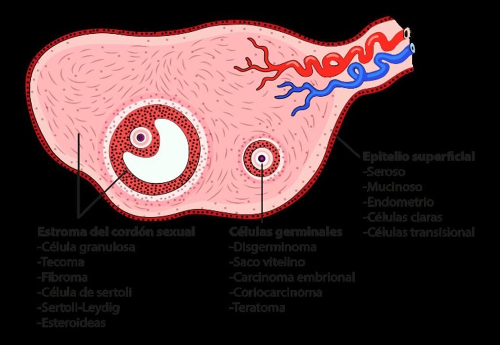 terapia hormonal transicional conceptos y beneficios clave