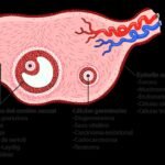 Terapia hormonal transicional: conceptos y beneficios clave