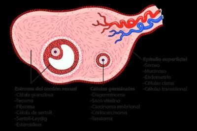 terapia hormonal transicional conceptos y beneficios clave