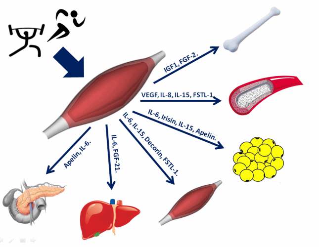 termogenesis que es y su impacto en el metabolismo diario