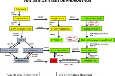 tipos de androgenos guia sobre funciones y clasificaciones