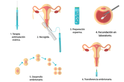 transferencia embrionaria procedimiento y proceso en reproduccion