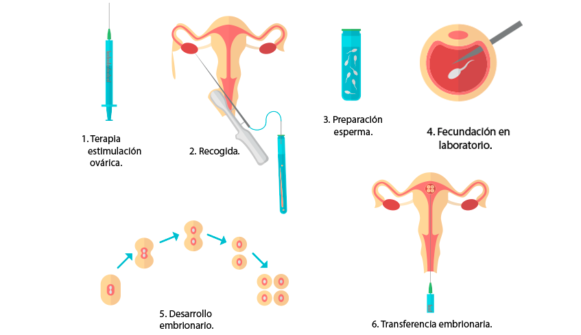 transferencia embrionaria procedimiento y proceso en reproduccion