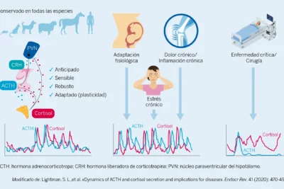 tratamiento con corticosteroides que es y efectos secundarios