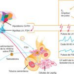 Tratamiento del hipogonadismo: guía breve para principiantes