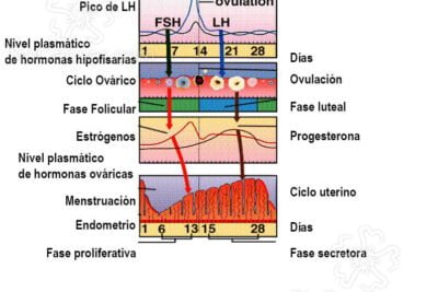 variaciones de los niveles de androgenos a lo largo de la vida