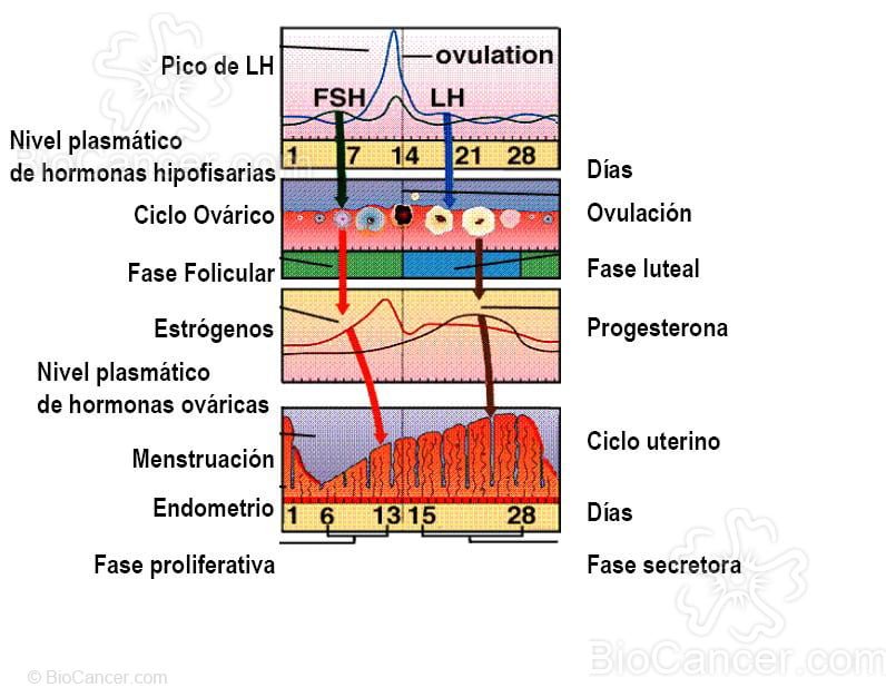 variaciones de los niveles de androgenos a lo largo de la vida