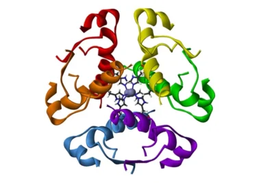 vasopresina funcion y efectos en el cuerpo humano