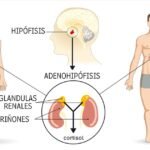 vida saludable para pacientes con sindrome de cushing