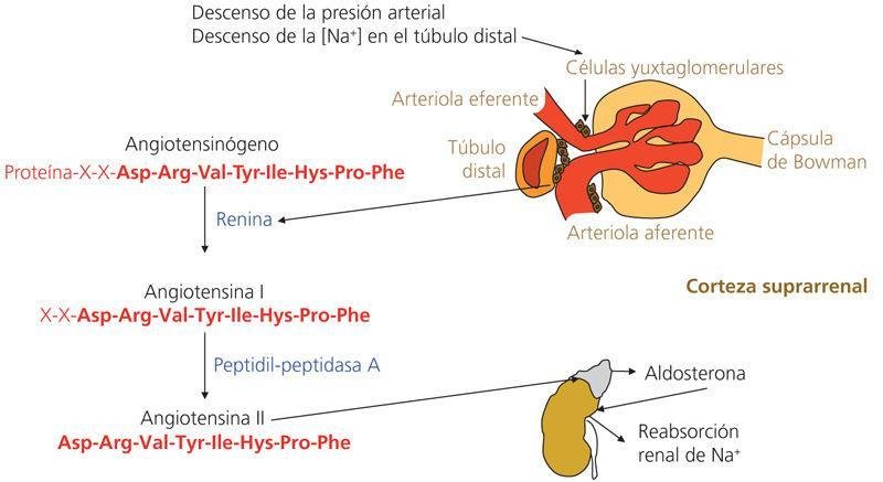 Visualización de receptores de hormonas peptídicas en laboratorio 1 visualizacion de receptores de hormonas peptidicas en laboratorio