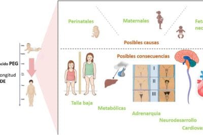 exposicion prenatal a androgenos y su impacto en el desarrollo